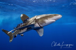 Victim of humans by Claude Lespagne 